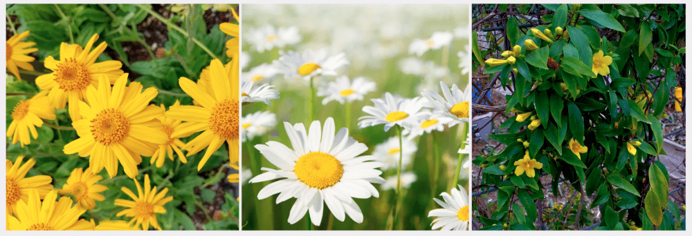Arnica-Bellis-Gelsemium - Miranda Castro's Shop