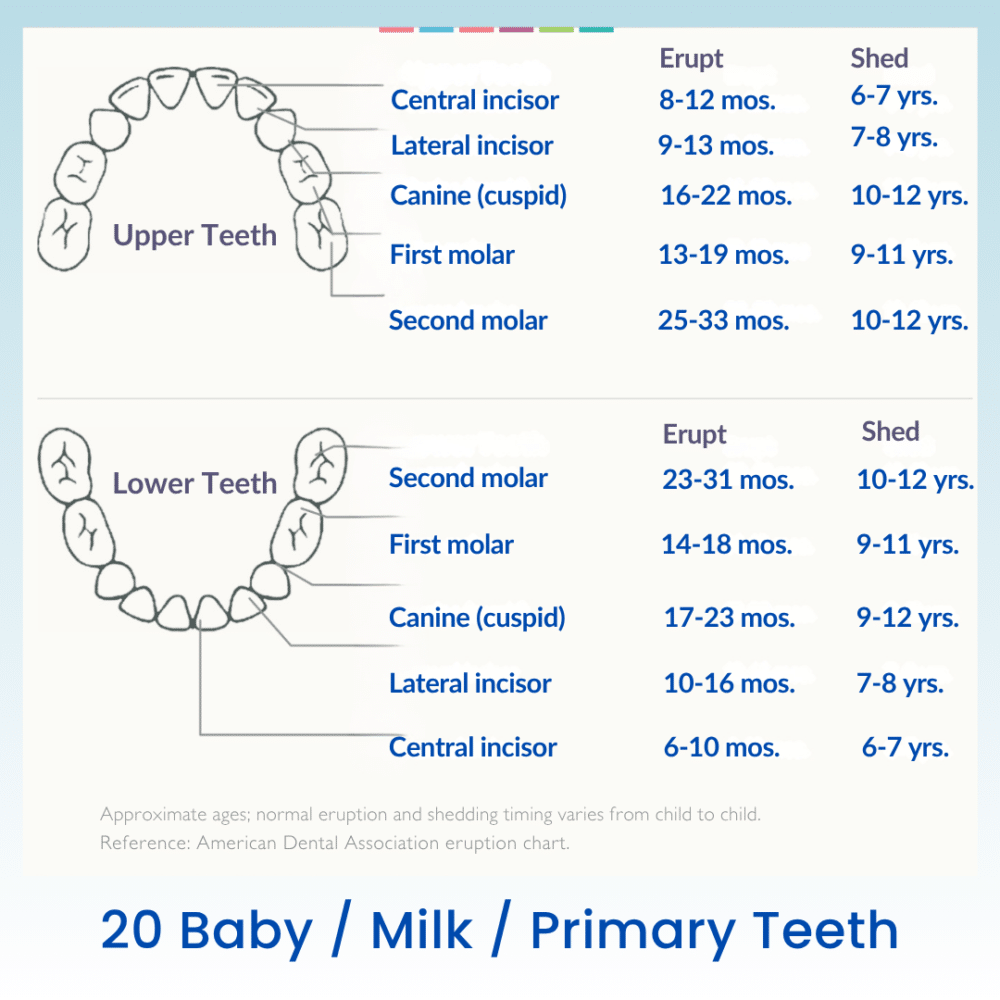 Baby Teeth Growth Chart Miranda Castro Happy Healthy Teething with Homeopathy